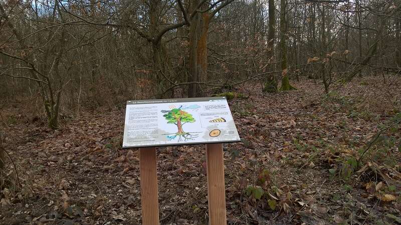La Forêt de Bord-Louviers | Office de Tourisme Seine-Eure