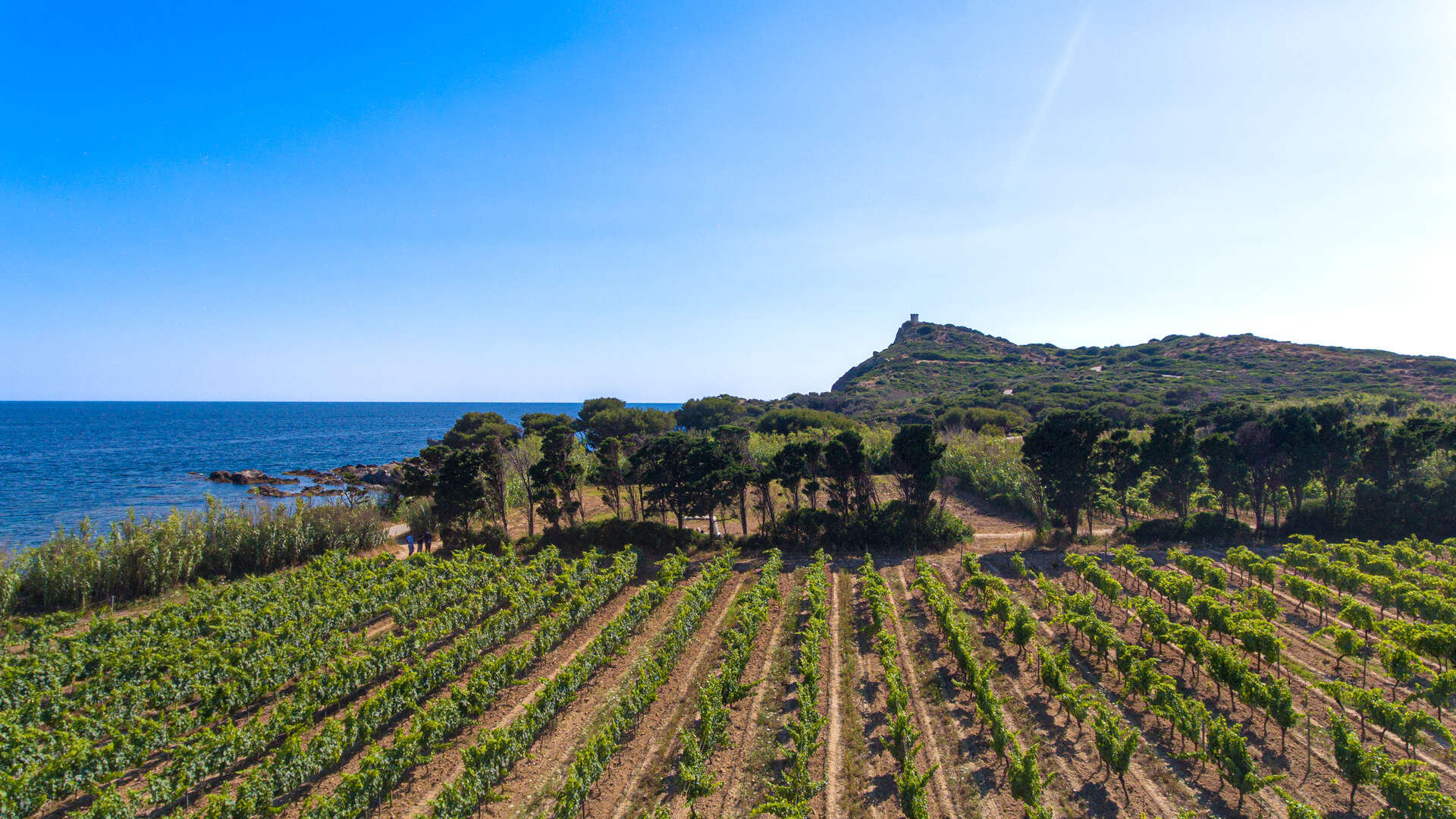 Ile des Embiez (Six-Fours-les-Plages) | Provence-Alpes-Côte d'Azur Tourism