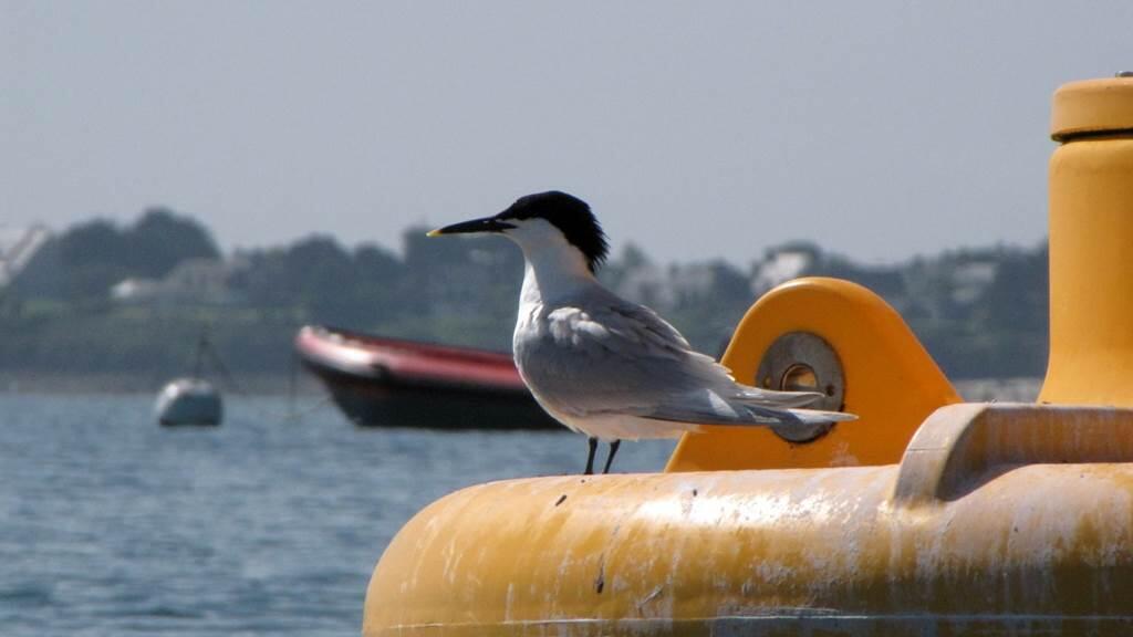 SillagesKayak&StandUpPaddleSaintPierreQuiberon10
