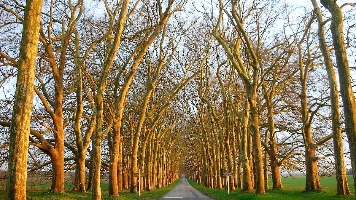 Parc Heudicourt Allée Cathédrale