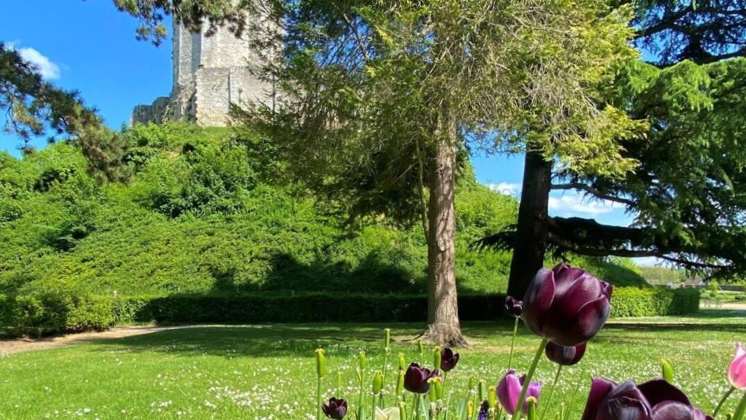 Parc du château de Gisors, tulipes 2022