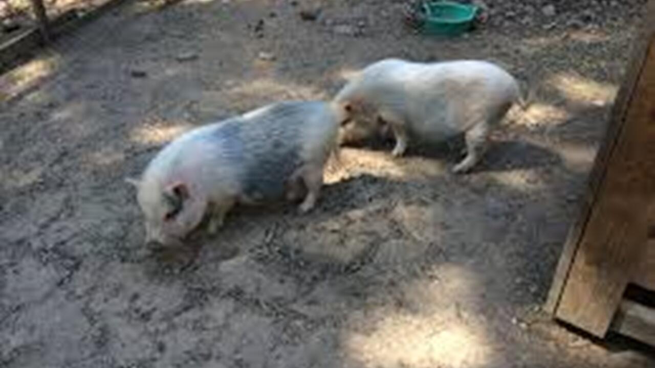 jardin animalier de mialet