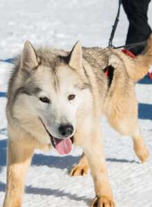 Bougez dans le Pilat - Cani-randonnée (à partir de 8 ans) - Saint-Régis-du-Coin