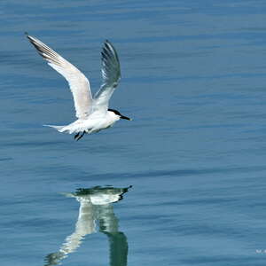 Balade ornithologique