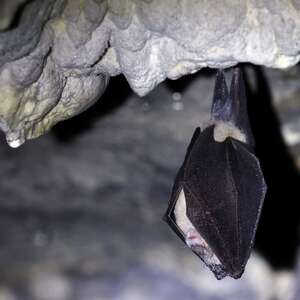 Projection-causerie : Les chauves-souris