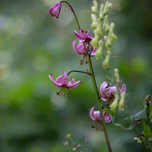 « On met les voiles » Journée Plantes et jouets !