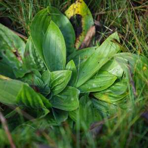 Animation scientifique : Plantes sauvages comestibles et savoirs populaires
