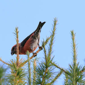 Animation scientifique ornithologie : oiseaux rupestres.