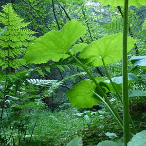 Conférence : Pour des forêts vivantes