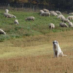 Rencontre sur l'alpage