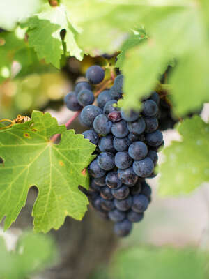 Dégustations Echolline: Au cœur des vendanges Dégustations Echolline: Au cœur des vendanges
