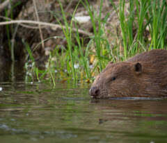Dents de Loire, sur les traces du castor