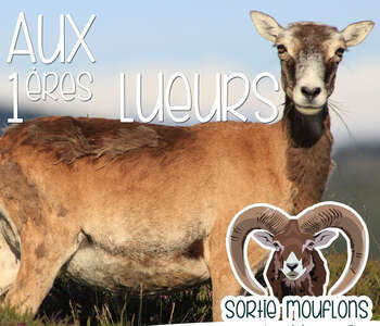 AUX PREMIÈRES LUEURS…