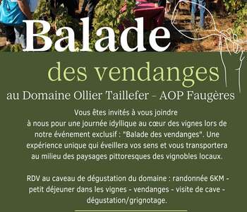 BALADE DES VENDANGES AU DOMAINE OLLIER-TAILLEFER