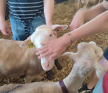 LES MERCREDIS AU PAYS : FERME DU LICIDOU