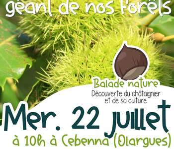 BALADE NATURE : LE CHÂTAIGNIER, GÉANT DE NOS FORÊTS !
