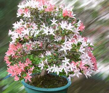 EXPOSITION DE BONSAI