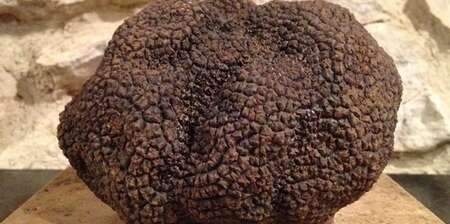 TRUFFE ET PATRIMOINE TRUFFE ET PATRIMOINE