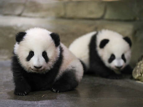 ZOOPARC DE BEAUVAL