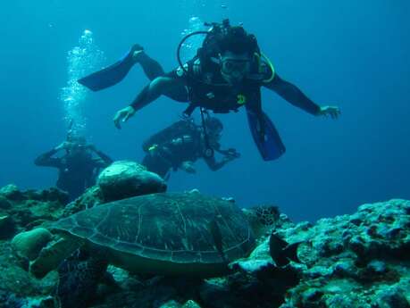 Zarlor Dive into the deep blue sea - Saint Gilles