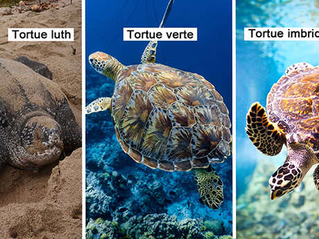 Tortue luth / Tortue verte / Tortue imbriquée