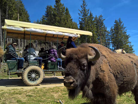 RESERVE DES BISONS D'EUROPE