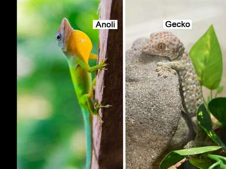 Anoli / Gecko / Mabouya