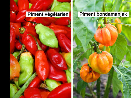 Sweet pepper/ Chilli pepper / Pequin pepper