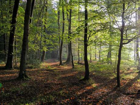 Parcours Trail · Forêt d'Arques (Circuit Rouge)