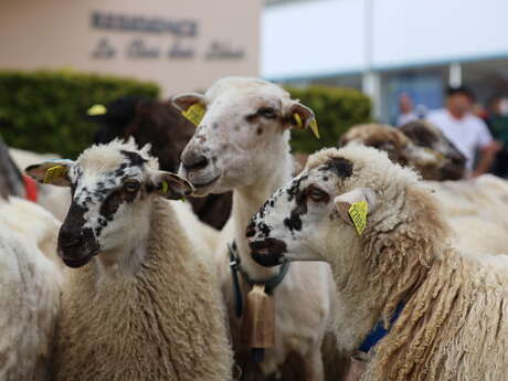 La transhumance du marsan