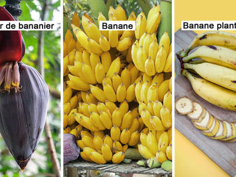 Banana flower / Banana / Plantain