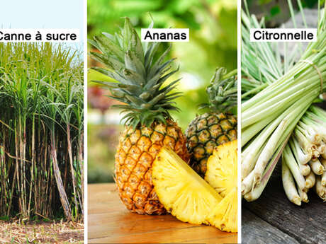 Sugarcane / Pineapple / Lemongrass