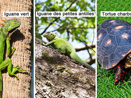 Iguane vert / Iguane des petites antilles / Tortue charbonnière