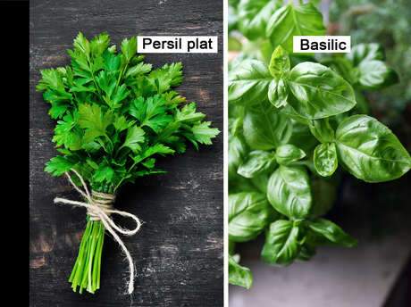 Parsley / Basil / Coriander