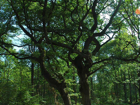 Au cœur du Bois des Dames - Espace VTT-FFC des collines de l’Artois