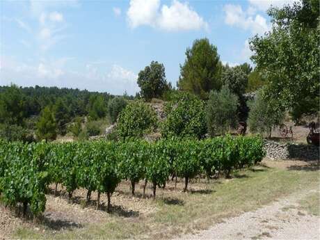 Wine tasting - Domaine de Fontanille Haut Wine tasting - Domaine de Fontanille Haut