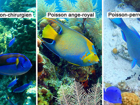 Poisson-chirurgien / Poisson ange-royal /  Poisson-perroquet