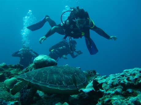 Zarlor Dive into the deep blue sea - Saint Leu