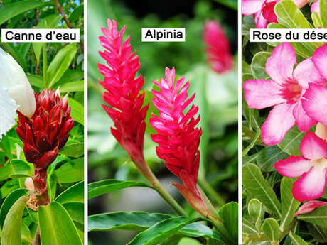 Canne d'eau / Alpinia / Rose du désert