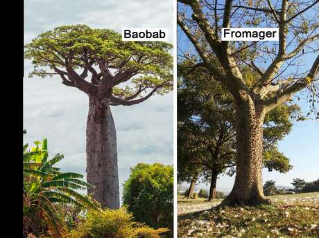 Baobab / Fromager / Figuier maudit