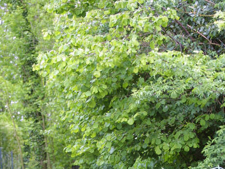 Le Sentier du Marais Pourri