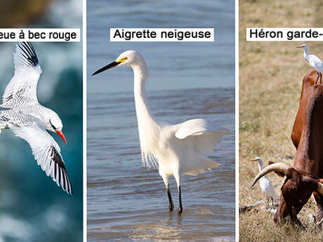 Paille en queue / Aigrette neigeuse / Héron garde-boeufs