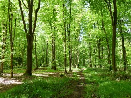 Parcours Trail · Forêt d'Arques (Circuit Orange)