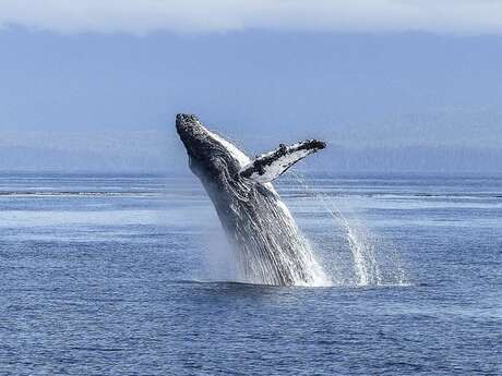 Ateliers d’éveil « Cap sur les baleines »