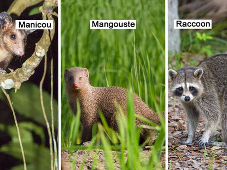 Manicou / Mangouste / Raccoon