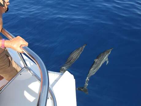 Zarlor thrills and spills - Dolphin and whale watching from a boat - Fun group excursion