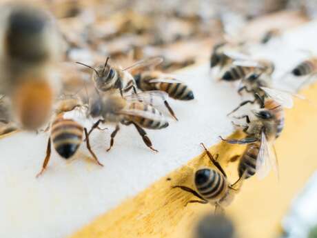 VISITE GUIDÉE OU LIBRE DÉCOUVERTE DU MONDE DES ABEILLES - L'ABEILLE DE RÉ VISITE GUIDÉE OU LIBRE DÉCOUVERTE DU MONDE DES ABEILLES - L'ABEILLE DE RÉ