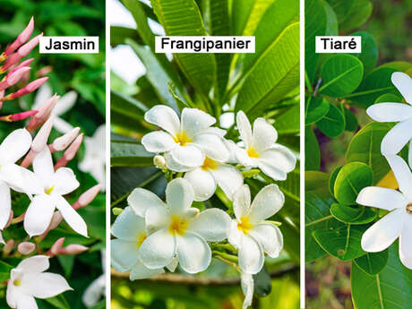 Jasmin / Frangipanier / Tiaré