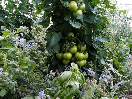 Le Potager des 4 vents