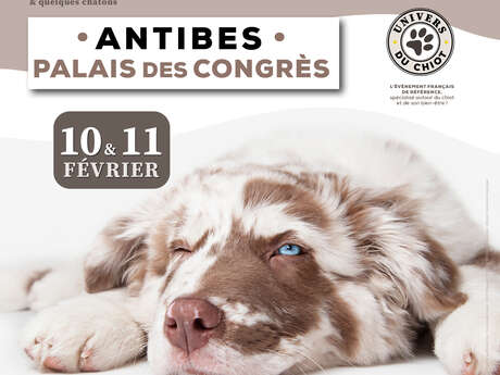 Salon du Chiot